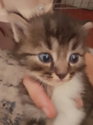 котята отдам в добрые руки 1