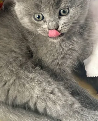 Кошка Мушик зотор 1