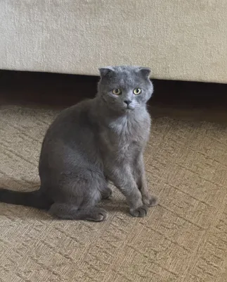 Шотландский вислоухий кот 1