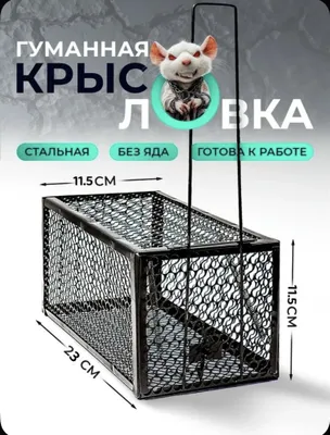 Sichqon va kalamush tutqich 1