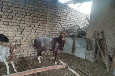 Продаётся здоровый баран 1