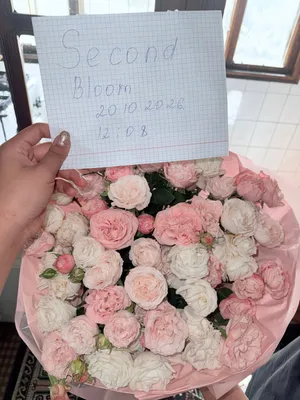 Без повода