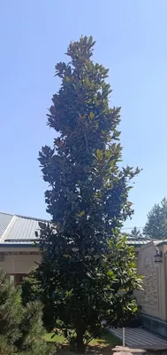 7 m dan baland magnoliya daraxti