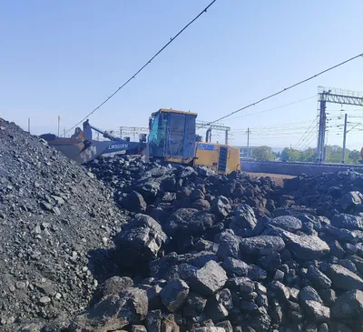 Кумир бор шибаркол орешки семицки отбор 1
