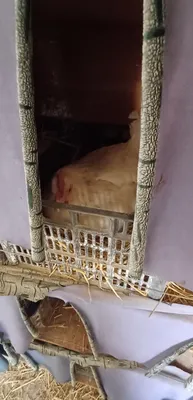 Kurka, uy tovug‘i