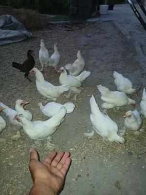 Продаются японские цыплята 1