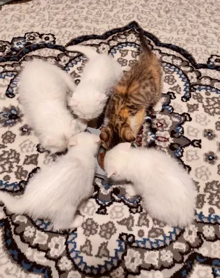 Скотиш фолд скотиш страйт 1