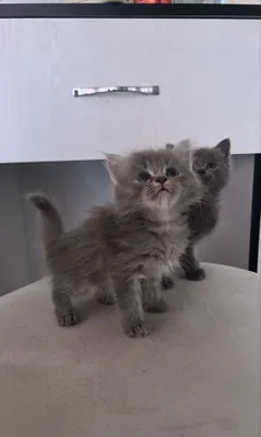 Продаётся котёнок 1