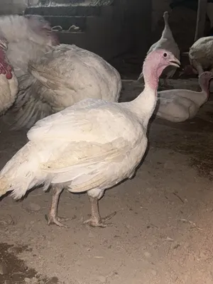 Продаются большие индюки 1
