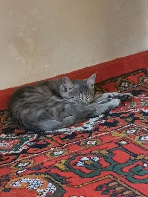 Приученная кошка, без проблем 1