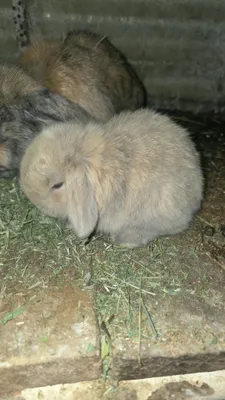 Куён Куёнчалар Баран 1