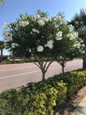 Олеандр белый (Nerium oleander) — 70 см 1