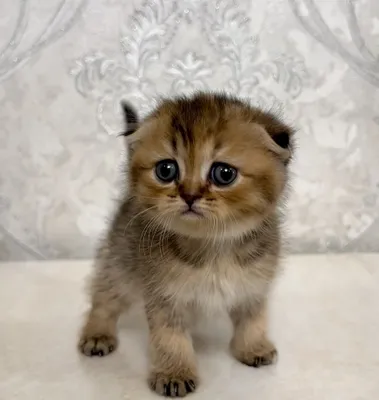 Scottish Fold chinchilla 1