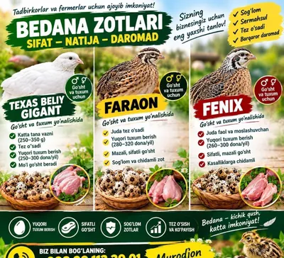 Bedana gosht yonalishda 1