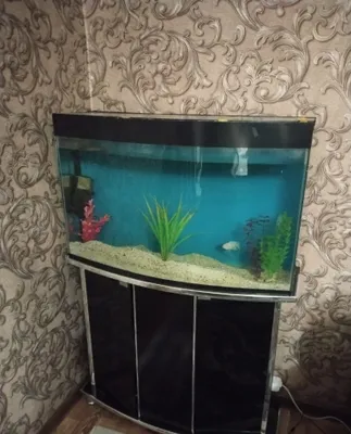 Akvarium sotilati