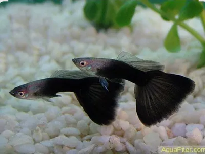Guppila sotiladi