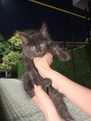 Bepul! Mushukchani mehribon qo‘llarga beraman