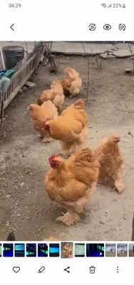 Продаются палевые кохинхины 1