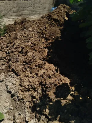 Qora mol gongi bor