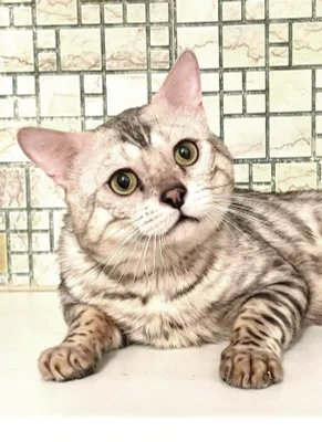 кот