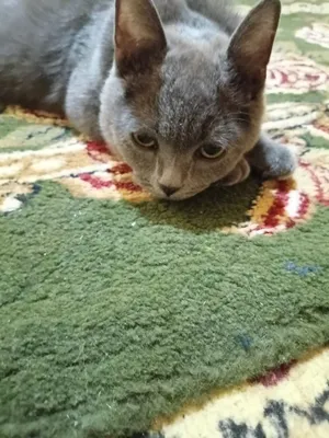 Русская голубая кошка 1