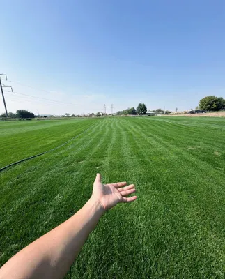 Натуральный газон 40 000 1