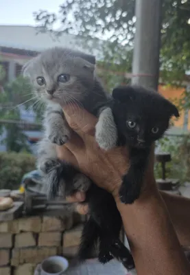 Britan va Scottish Fold zotlaridan mushukchalar. Quloqlari bukilgan mushukchalar 1