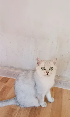 Продается кошка британская серебристая шиншила 1