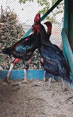xoʻrozlar dakan tovuqlar cheklanmagan miqdorda