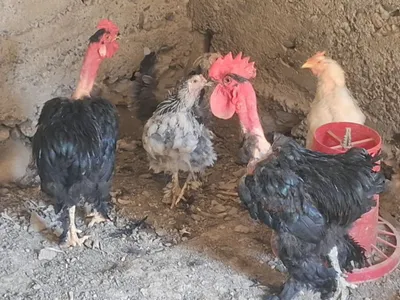 Galasheyka xoroz sotiladi 1