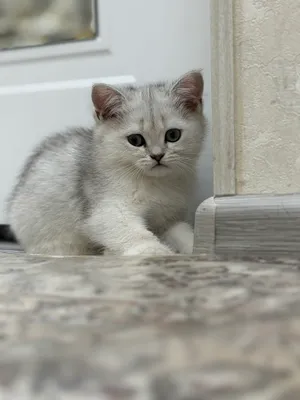 Катята 1