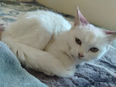 Шотландская прямоухая кошка, 5 месяцев 1