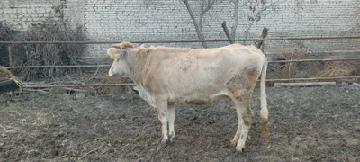 Продаётся здоровая швицкая корова 1