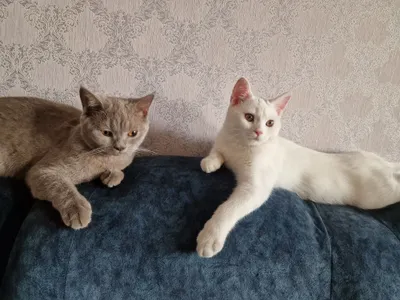 Bikini mushuklari fotosuratlari