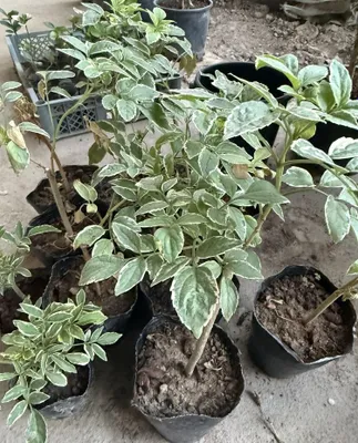 Бузина кучатлари сотилаи 1