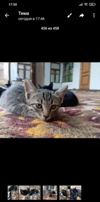 Пристраиваются котята ,три девочки и один черный мальчик. Кушают все 1