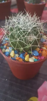 Gullaydigan kaktuslar 1