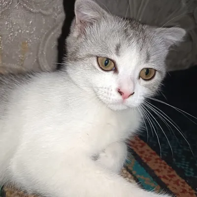 Котёнок 1