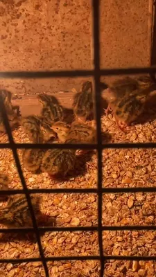Итальянские певчие перепелиные птенцы