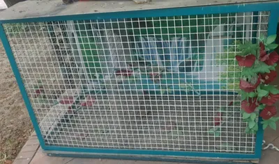 Птичий домик 100 см 50 см 1