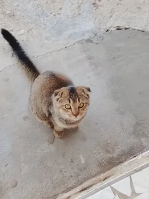 Шотландский фолд, котёнок, 5 месяцев 1