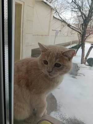 Продаётся домашняя кошка
