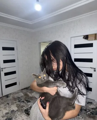 Продаётся британская короткошёрстная кошка, город Самарканд 1