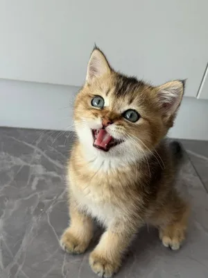 Котенок чистокровный британской шиншилы мальчик 1