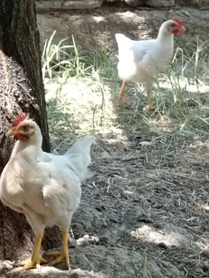 Продаются дамасские петухи, 2 месяца 1