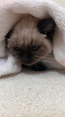 Сиамский кошка 1