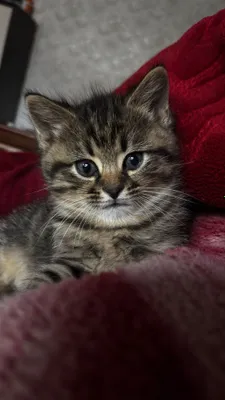 Scottish fold hayland va scottish strayt 1