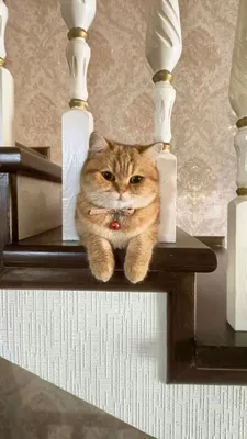 Продаётся кошка золотая шиншилла 1