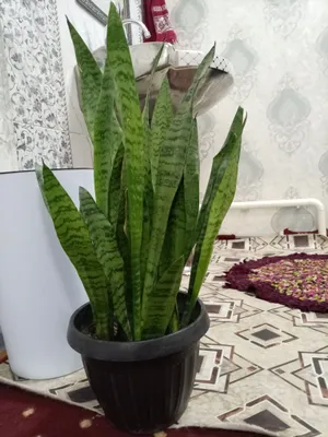 В Чиланзаре продаётся цветок