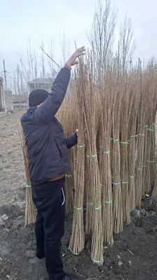 Саженцы тополя по договорной цене 1